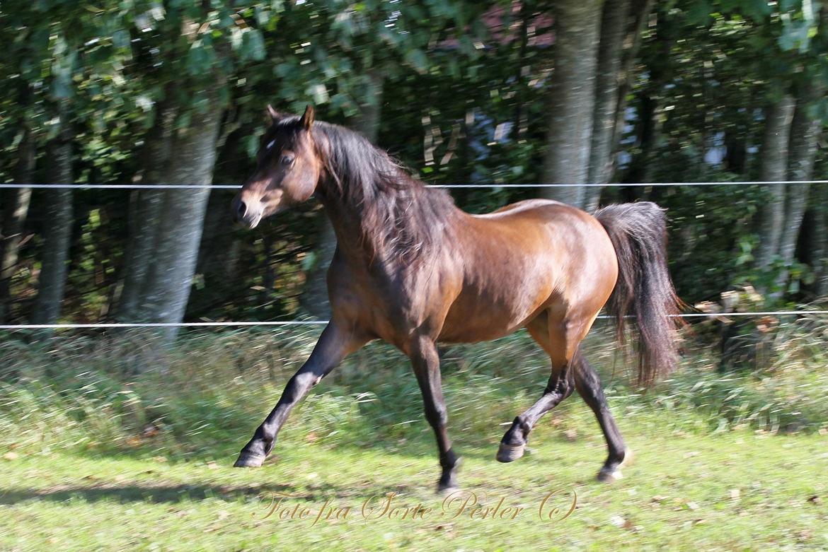 Welsh Pony (sec B) Barnhoeve's Beau (Bøv) billede 24
