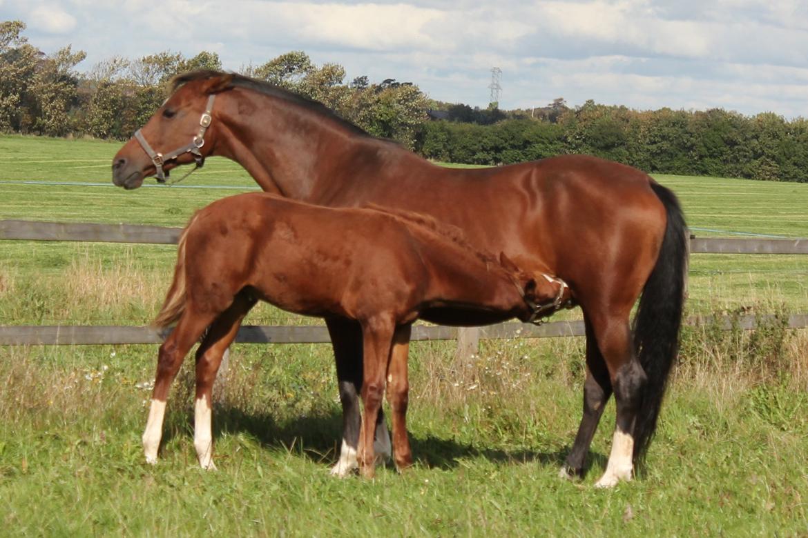 Dansk Varmblod Zander Stensvang billede 16