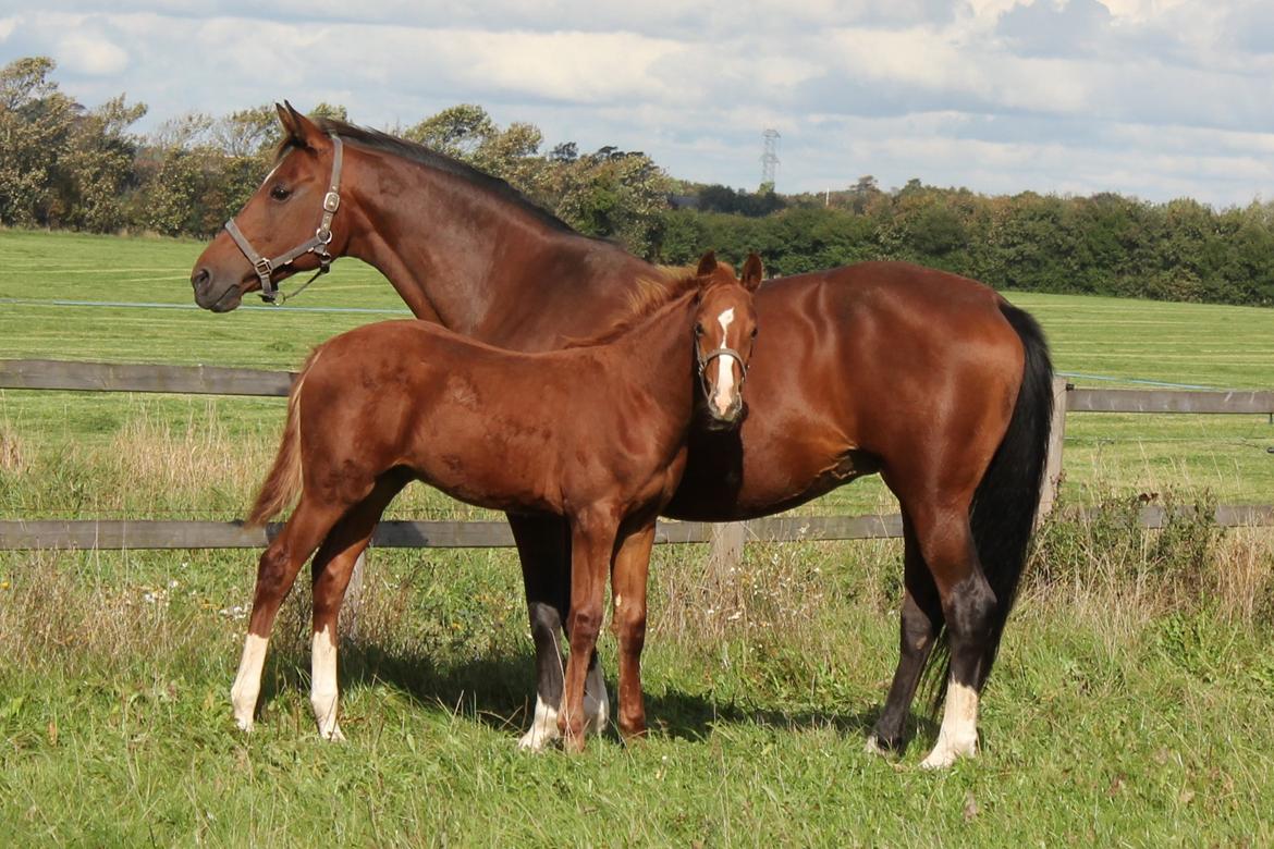 Dansk Varmblod Zander Stensvang billede 17