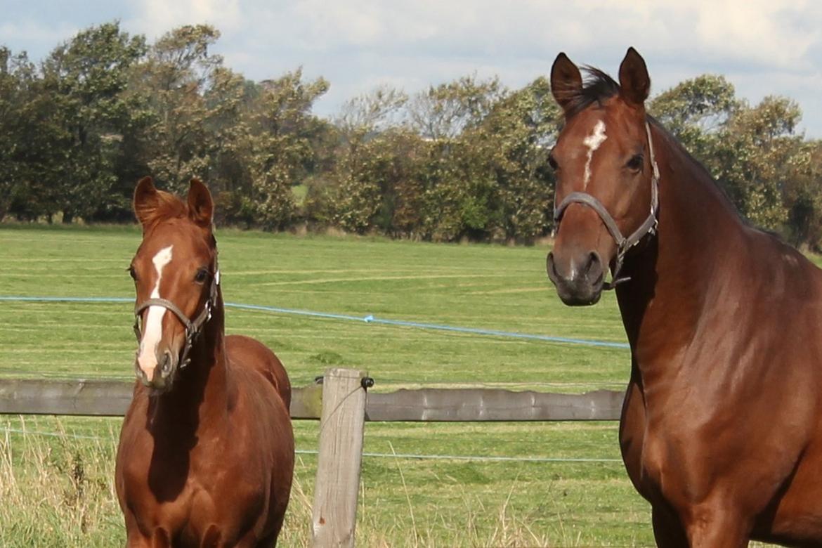 Dansk Varmblod Zander Stensvang billede 18