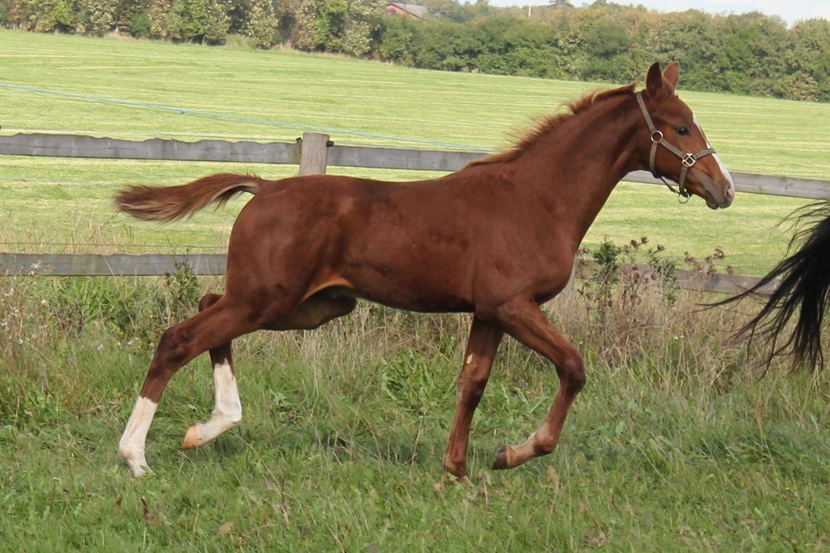 Dansk Varmblod Zander Stensvang billede 19