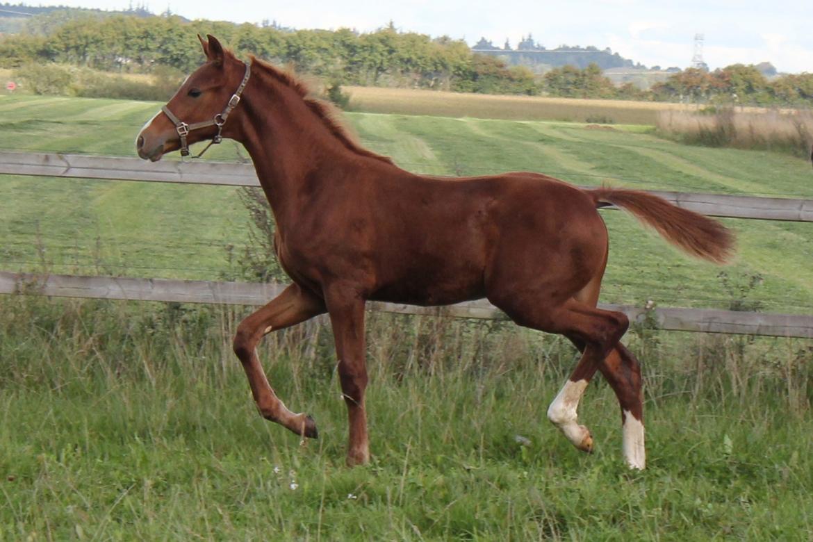 Dansk Varmblod Zander Stensvang billede 20