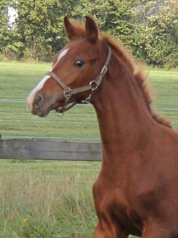 Dansk Varmblod Zander Stensvang billede 21