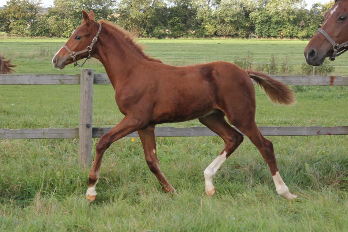 Dansk Varmblod Zander Stensvang billede 22