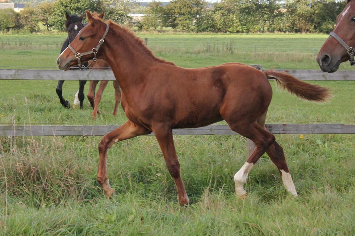 Dansk Varmblod Zander Stensvang billede 23