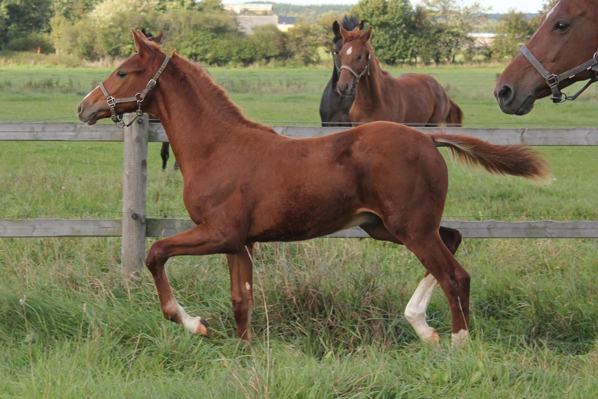 Dansk Varmblod Zander Stensvang billede 24
