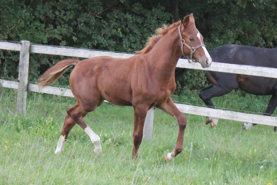 Dansk Varmblod Zander Stensvang billede 25