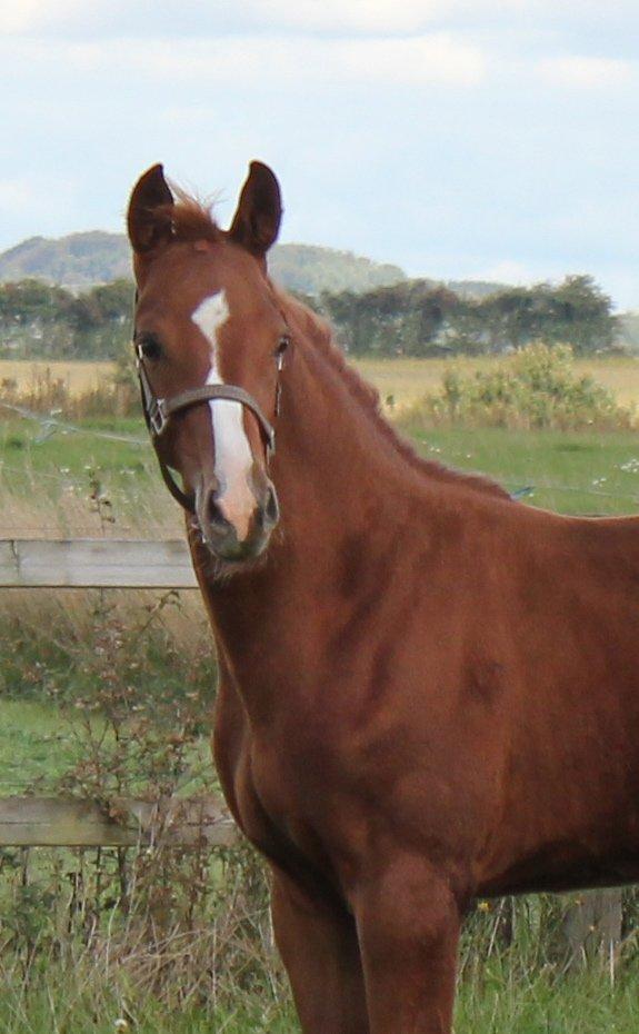 Dansk Varmblod Zander Stensvang billede 2