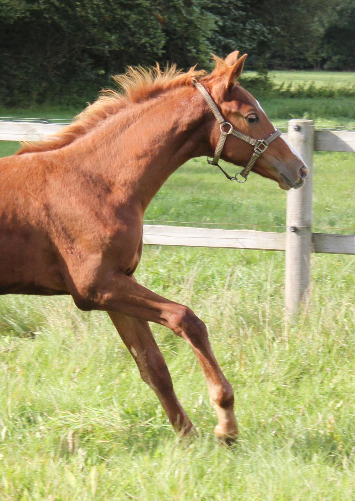 Dansk Varmblod Zander Stensvang billede 26