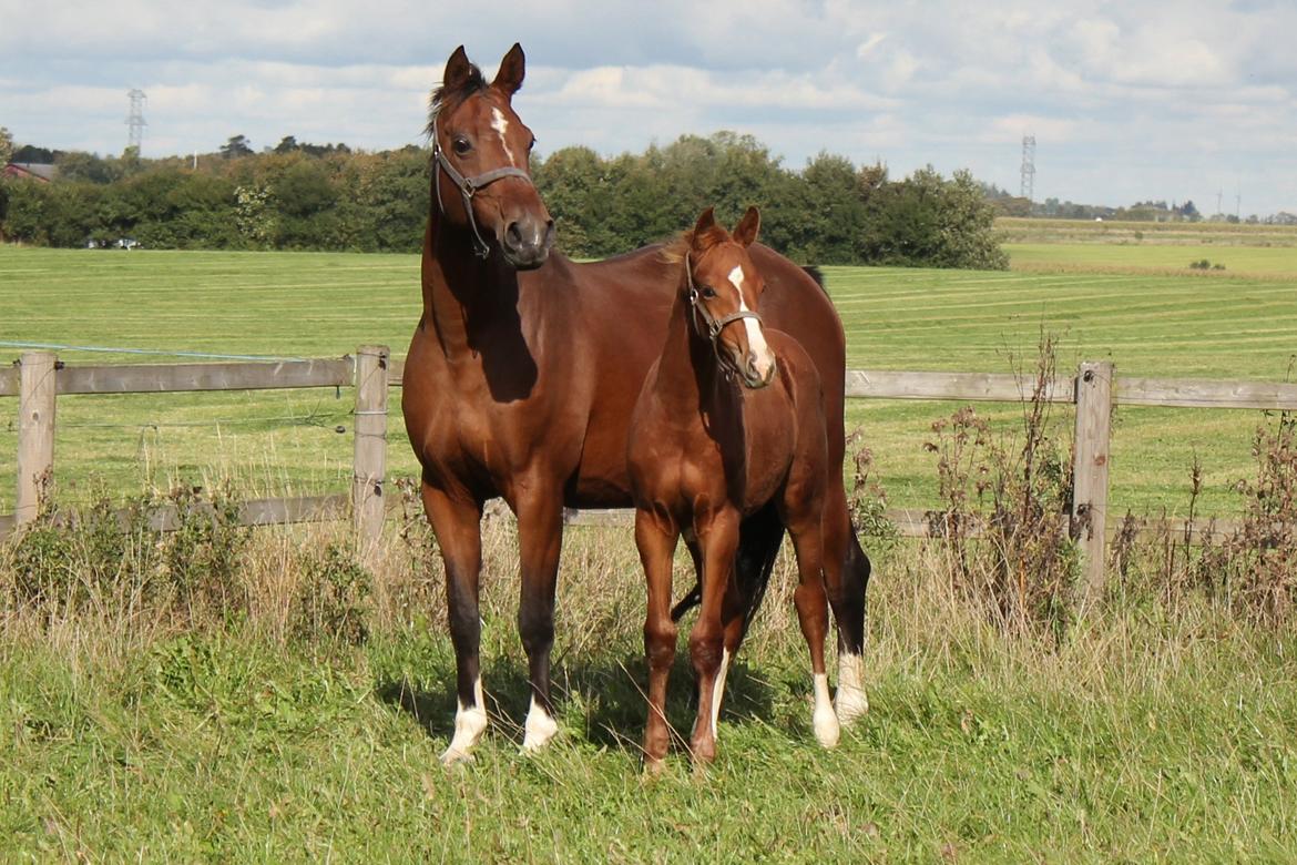 Dansk Varmblod Zander Stensvang billede 5