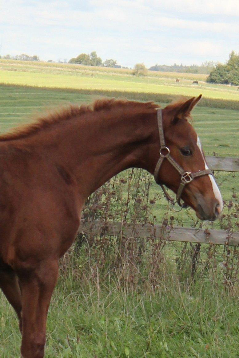 Dansk Varmblod Zander Stensvang billede 27