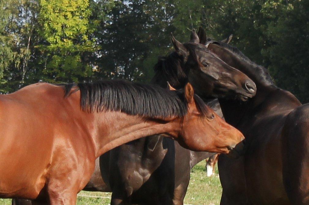 Dansk Varmblod Lukas Stensvang - Sommergræs 2013 billede 21