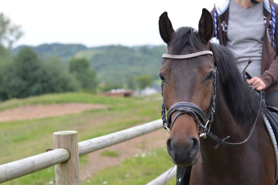 DSP Kjær's Calderina billede 10
