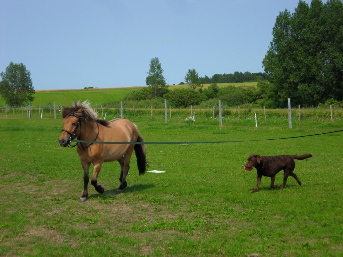 Anden særlig race Prins Knud billede 1