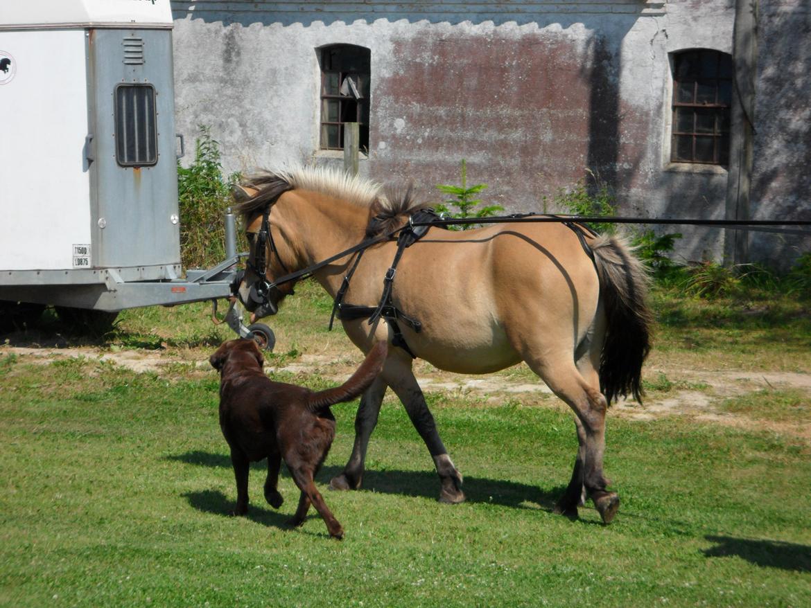 Anden særlig race Prins Knud billede 2