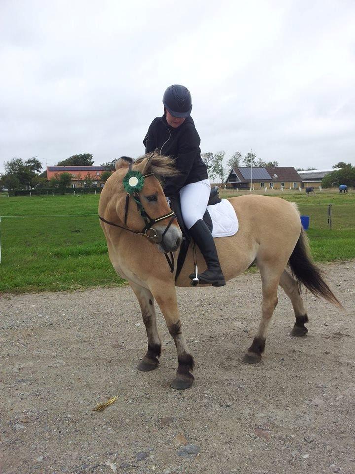 Fjordhest Prins - Byfest 2013 billede 14