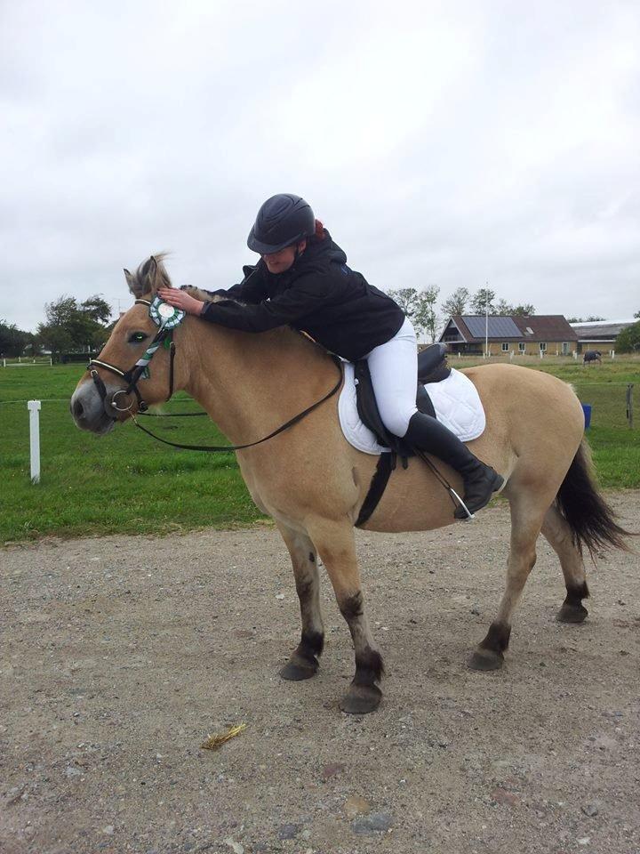 Fjordhest Prins - Jeg elsker dig..
- Byfest 2013 billede 15