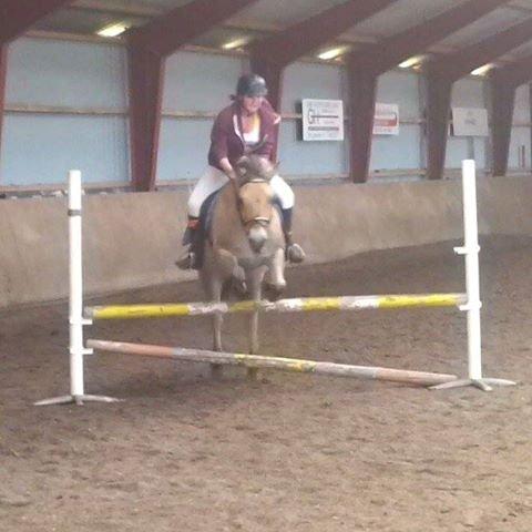 Fjordhest Prins - Valgte lige et bette spring til dressurtime billede 16