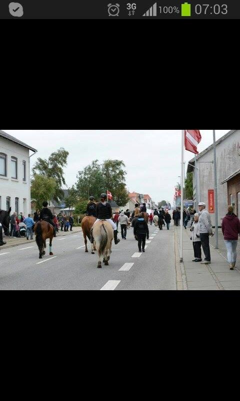 Fjordhest Prins - Byfest - Han gik skide godt.. billede 17