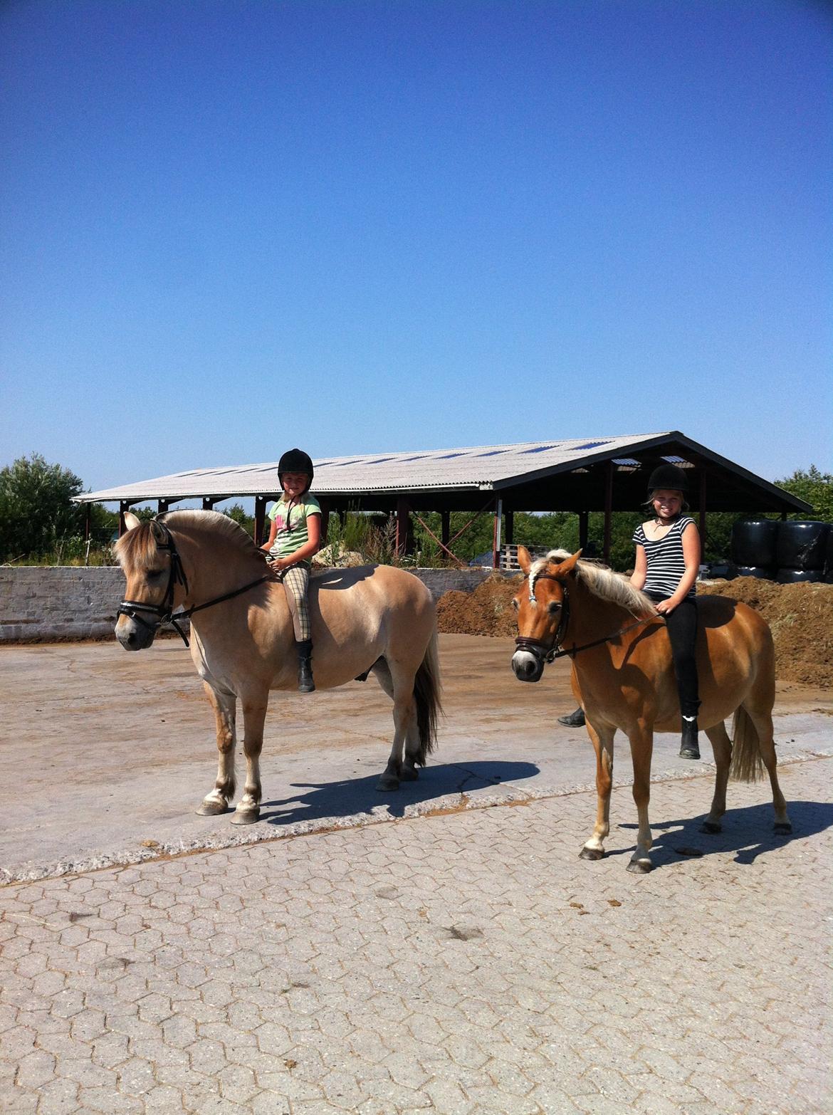 Fjordhest Tobias 'solgt' - sommer 2013. 
Anna rider. (min lille søster) billede 8