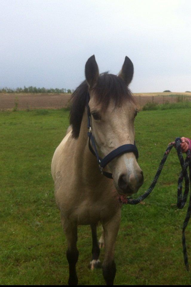 Welsh Pony (sec B) Wayn -tidligere tilridningshest - posérer lige ;) billede 6