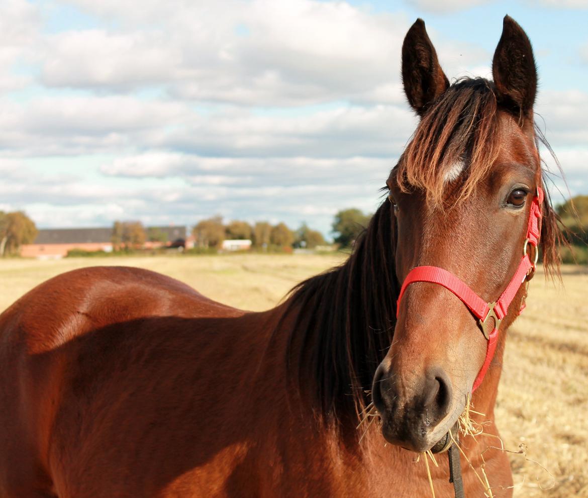 Anden særlig race Grønvangs Edward |Eddie| - 2013 billede 35