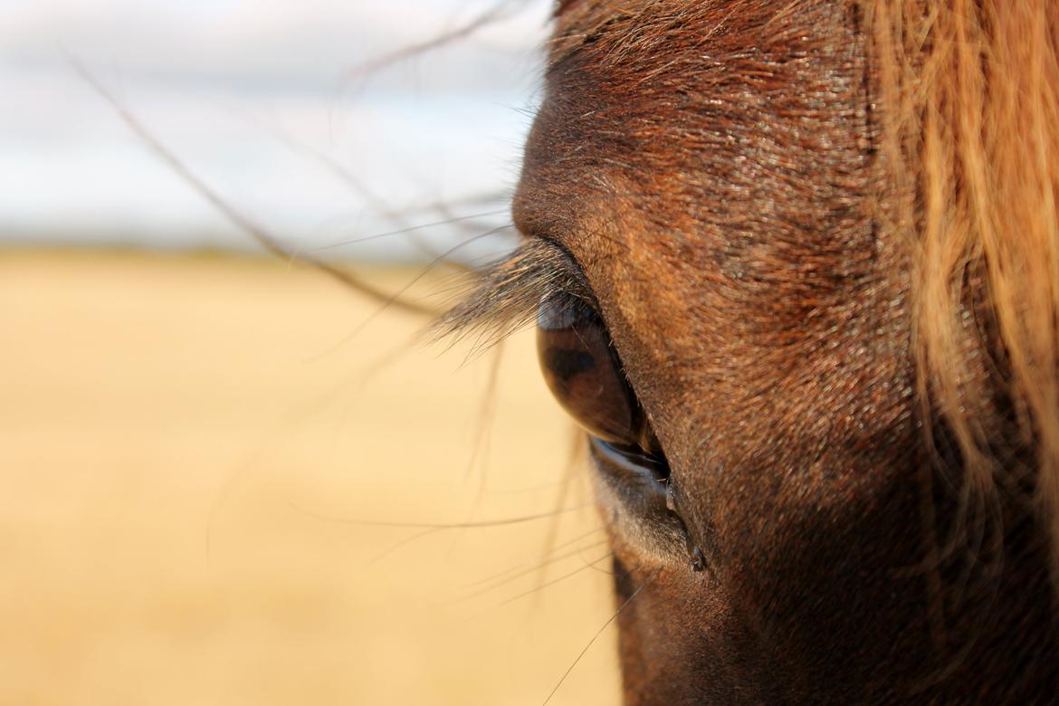 Anden særlig race Grønvangs Edward |Eddie| - Eddie 2013 billede 18