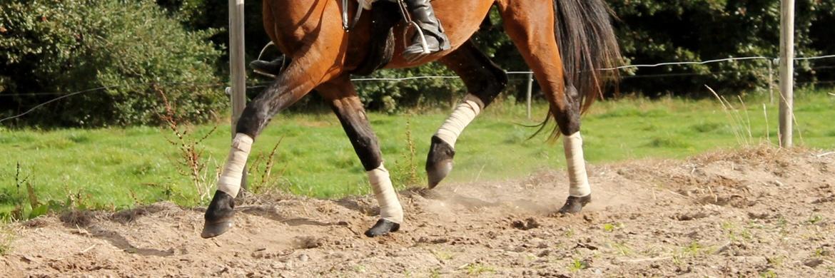 Anden særlig race Grønvangs Edward |Eddie| - En gang over middel! 2013 billede 16