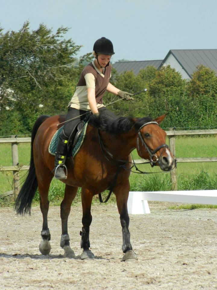 Pinto Figaro Ponygaarden billede 21