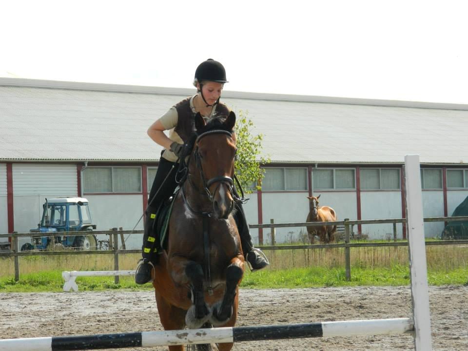 Pinto Figaro Ponygaarden billede 23