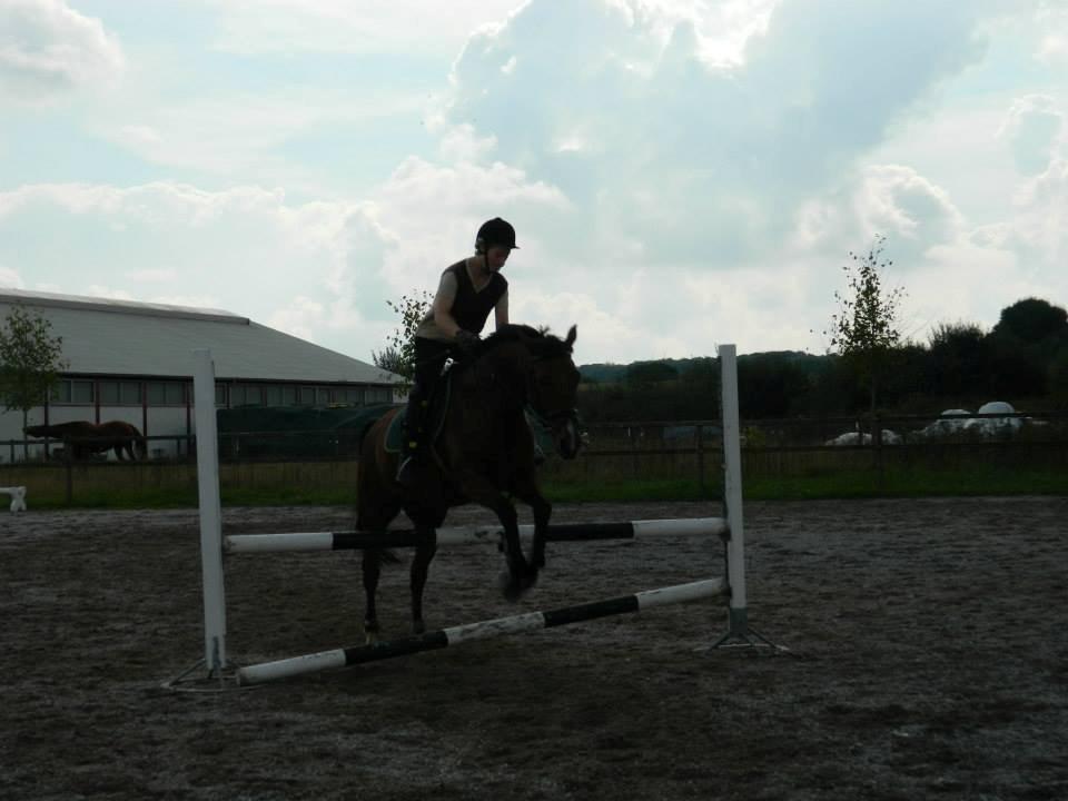 Pinto Figaro Ponygaarden billede 24