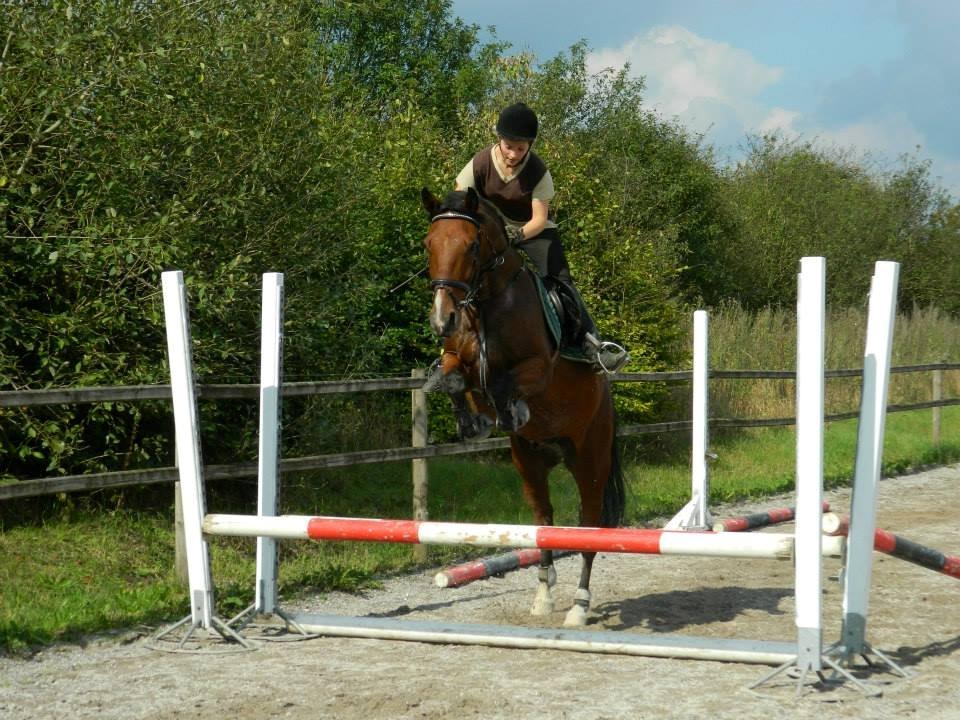 Pinto Figaro Ponygaarden billede 26