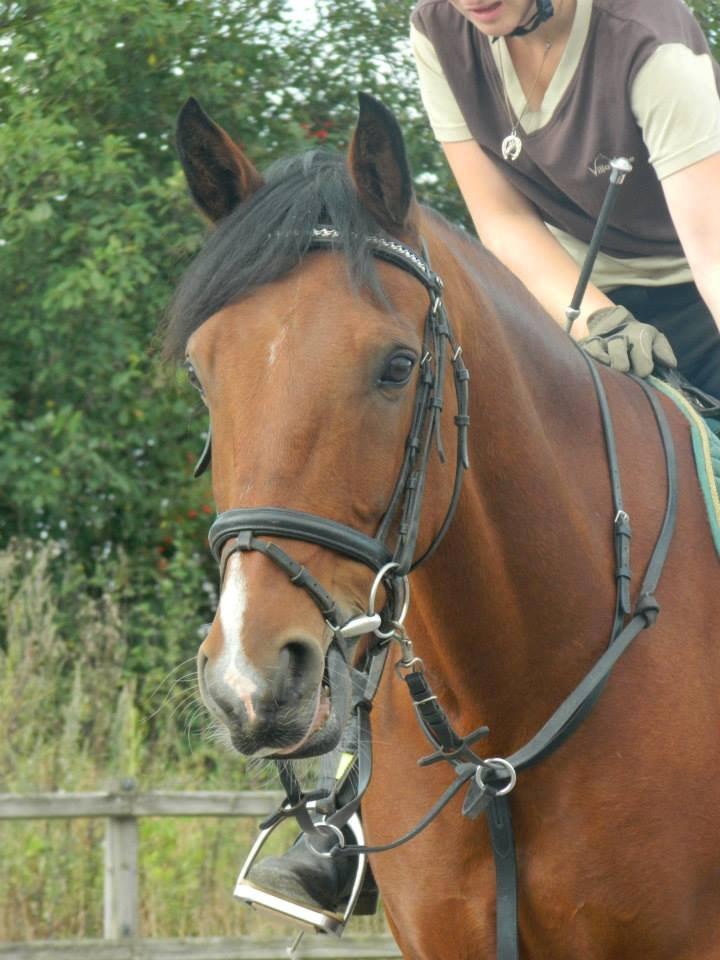 Pinto Figaro Ponygaarden billede 29