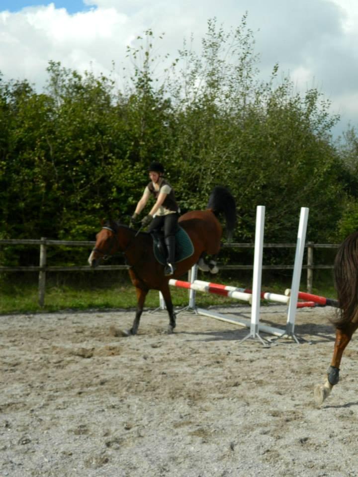 Pinto Figaro Ponygaarden billede 30