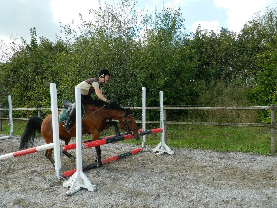 Pinto Figaro Ponygaarden - Jeg tør ikke... billede 27