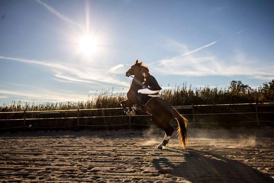 Tuigpaard Artiest H. - Oktober 2013 billede 11