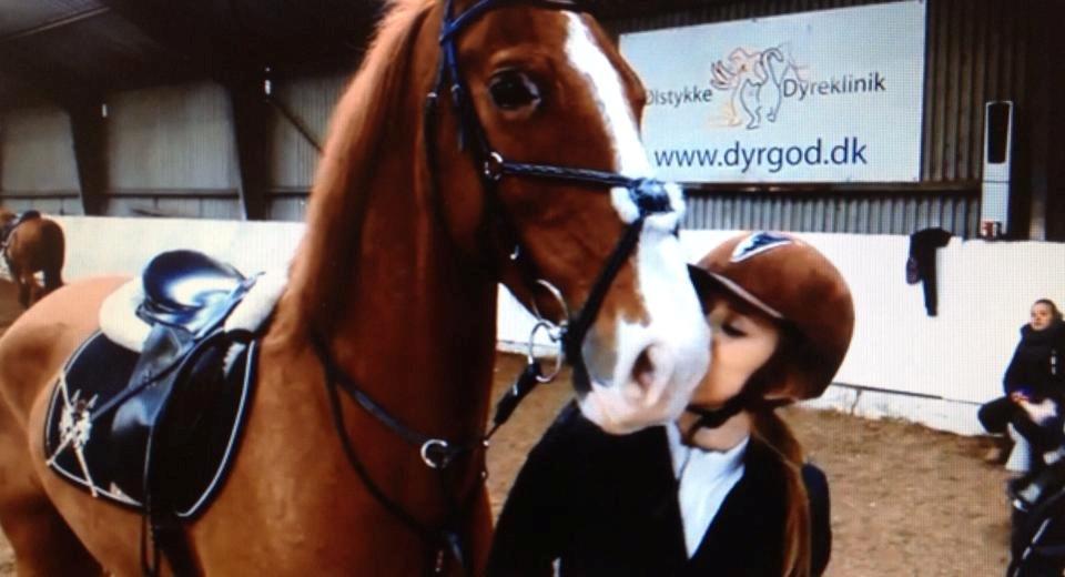 Tuigpaard Artiest H. - Marts 2013 billede 17