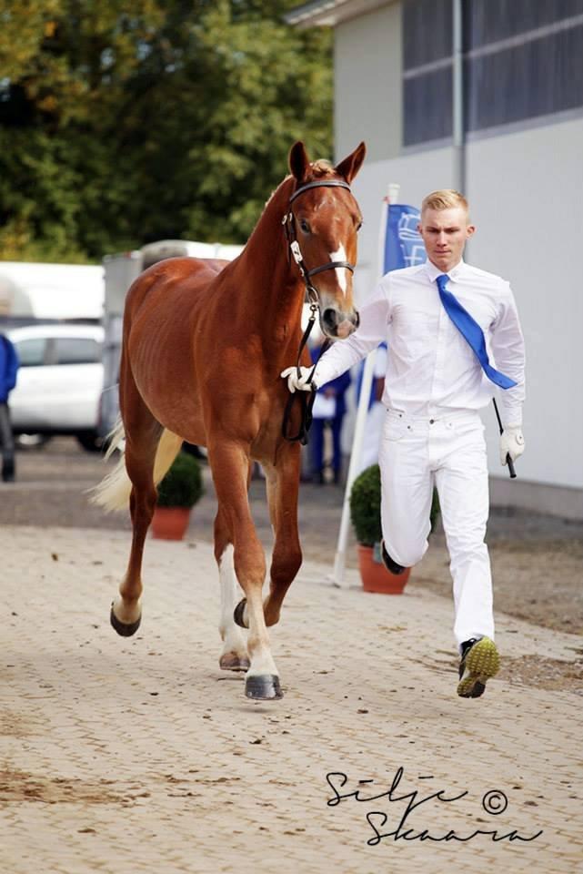 Frederiksborg Lillegaards Franci billede 3