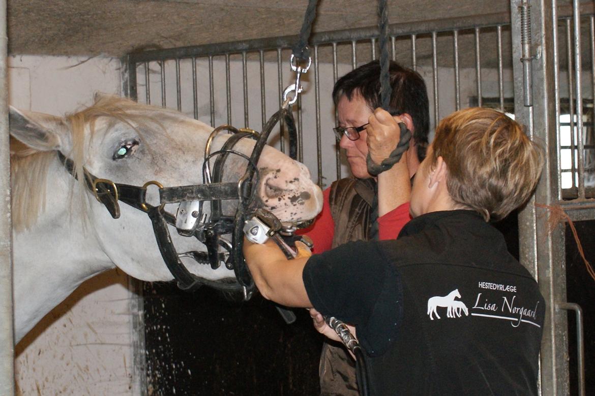 Knabstrupper Askepot † R.I.P † - Får ordnet bisser :)
23-09-13 billede 5