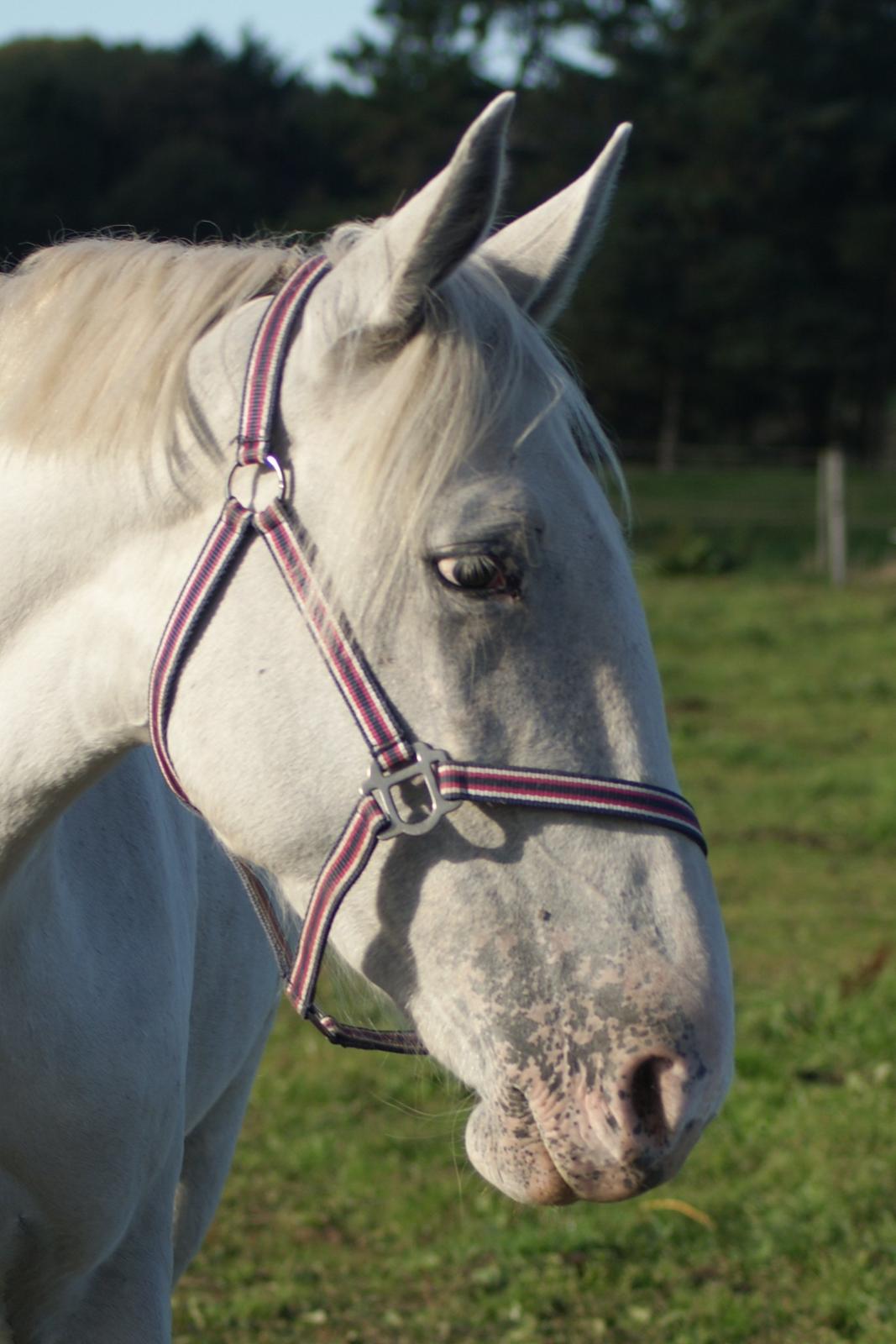 Knabstrupper Askepot † R.I.P † - 27-09-13 billede 6