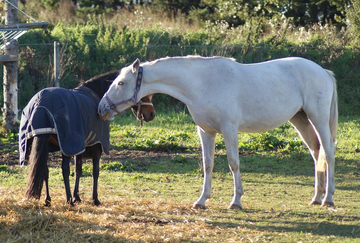 Knabstrupper Askepot † R.I.P † - 27-09-13 billede 7