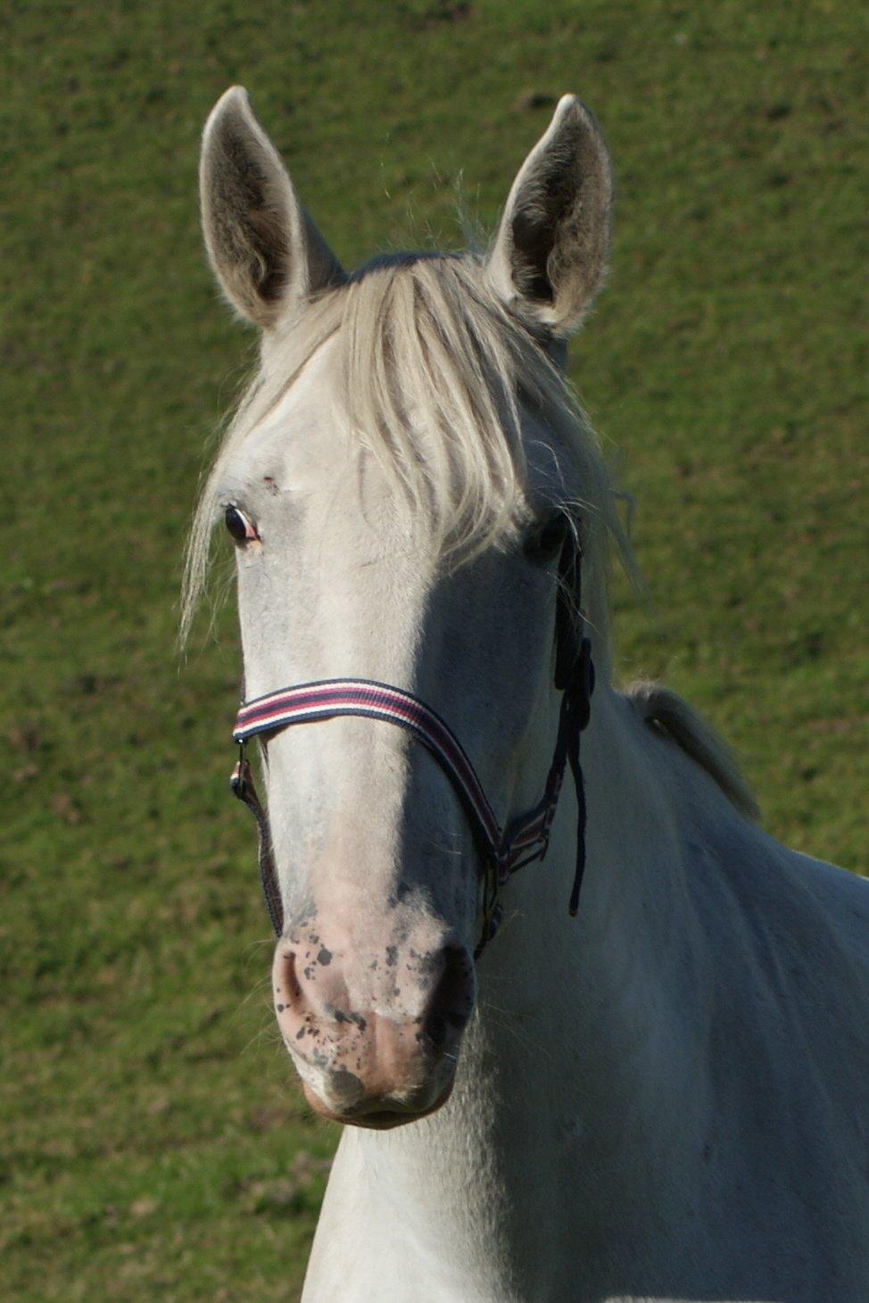 Knabstrupper Askepot † R.I.P † - 28-09-13 billede 8