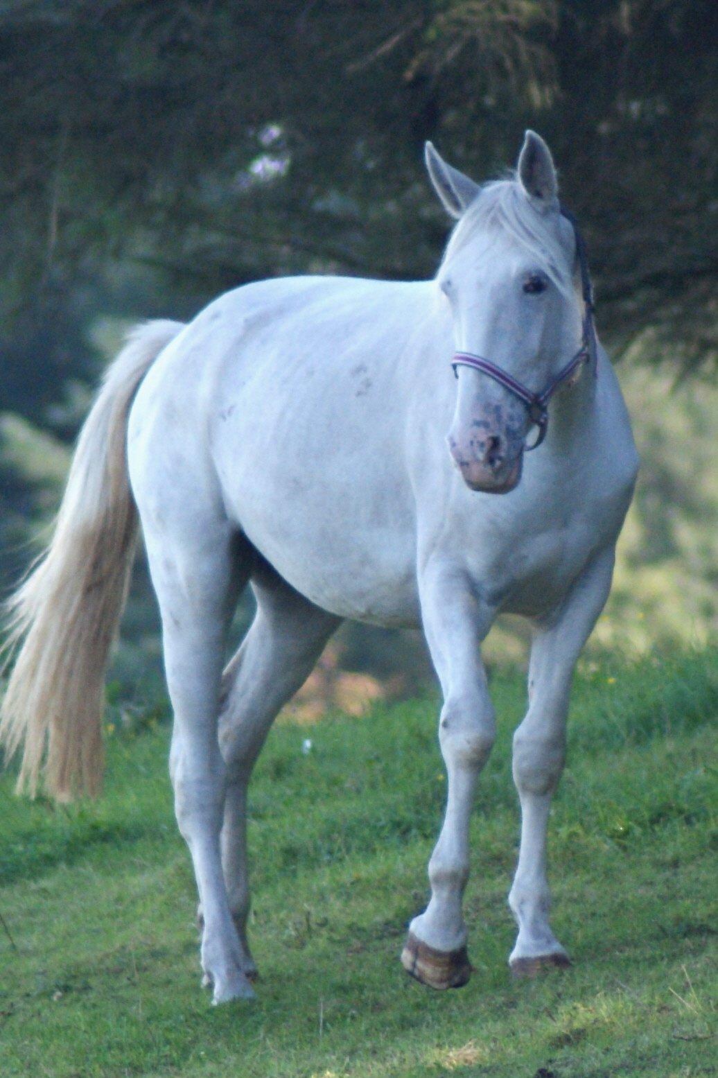 Knabstrupper Askepot † R.I.P † - 28-09-13 billede 9