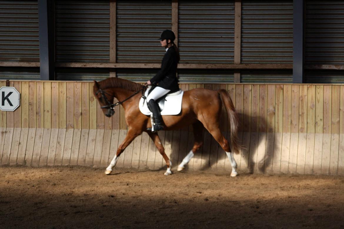 Anden særlig race Diablo - Lc1 - 1. plads <3 billede 18