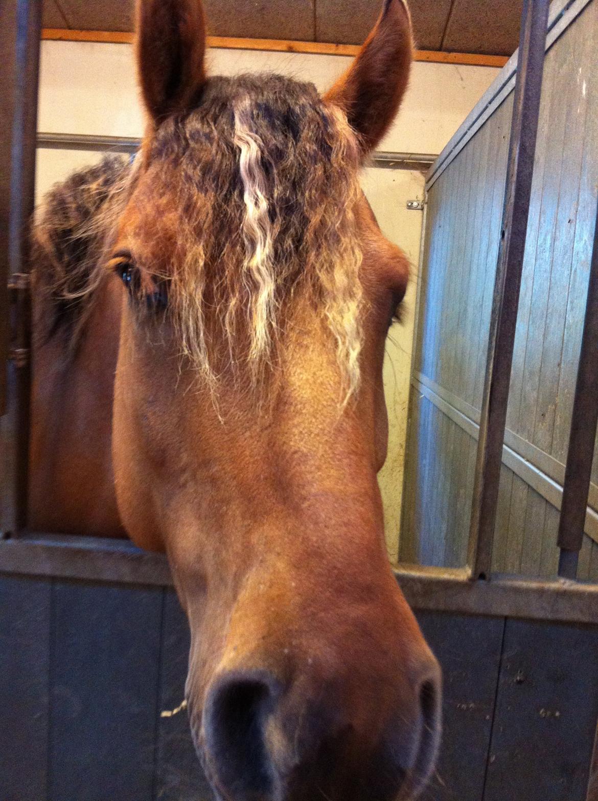 Anden særlig race Dumbledore  - Miiiin bøøøse pony!!!!<3<3 billede 29