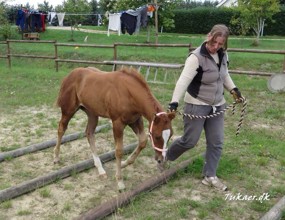 Quarter Slowmovin Hot Fudge billede 10