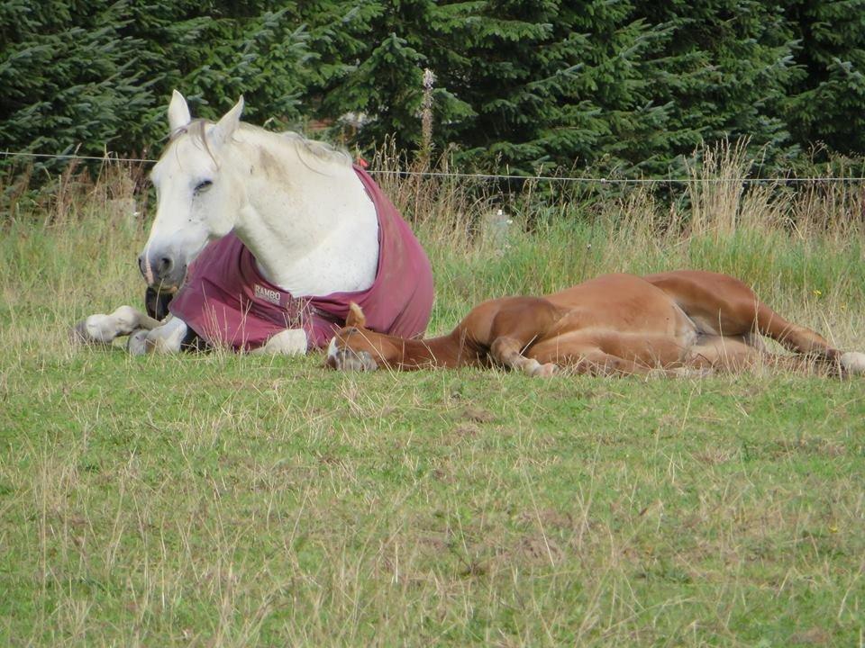 Quarter Slowmovin Hot Fudge billede 11