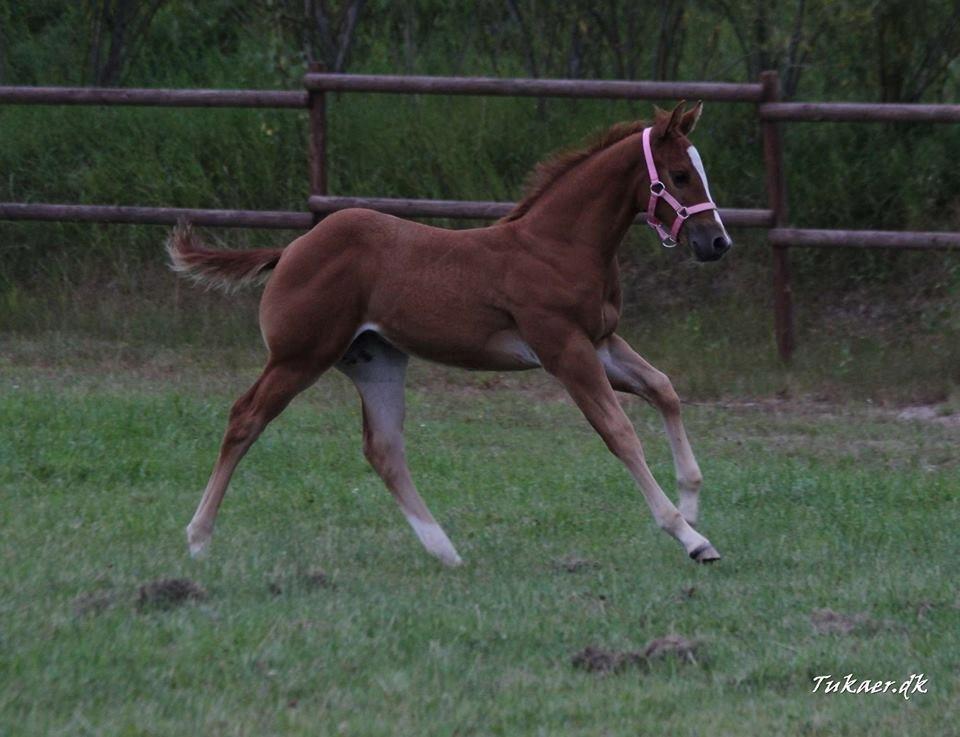 Quarter Slowmovin Hot Fudge billede 12