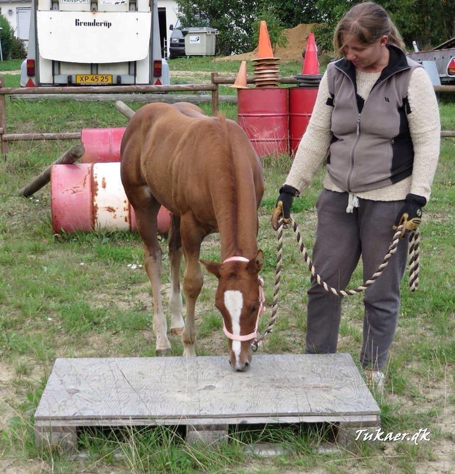 Quarter Slowmovin Hot Fudge billede 13