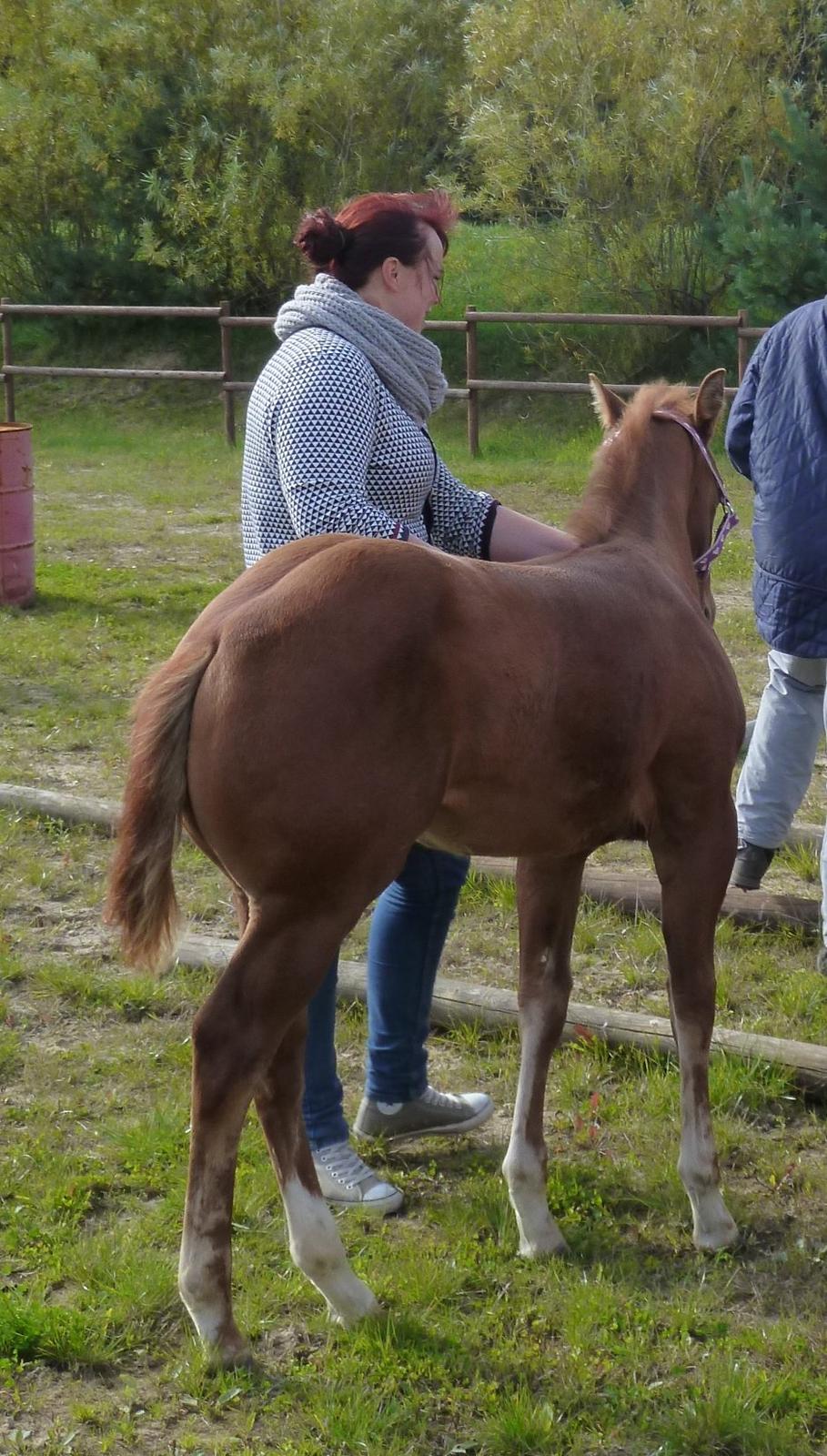 Quarter Slowmovin Hot Fudge billede 15